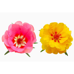 马齿苋花高清图片