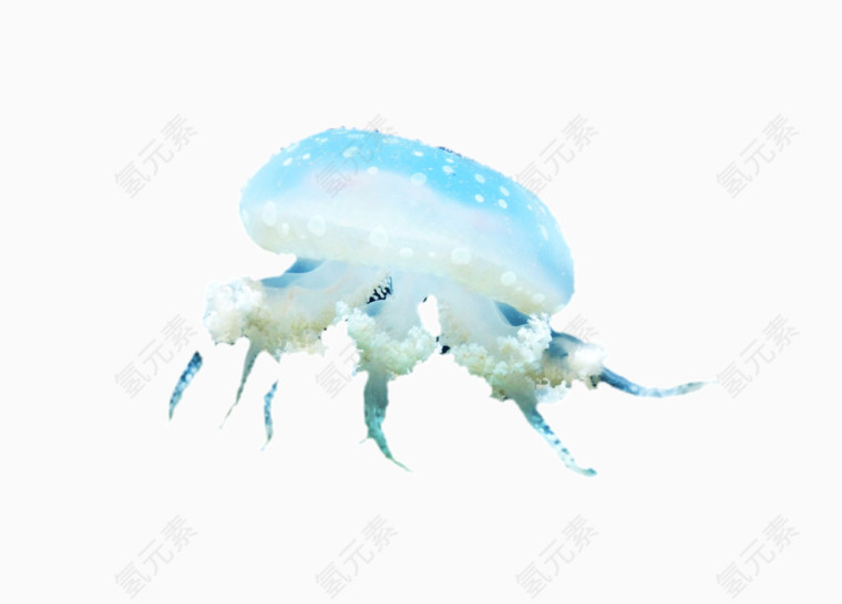 海洋生物水母