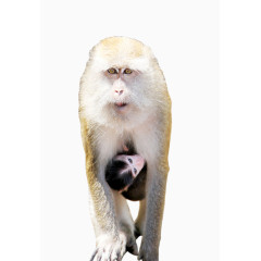 母猴子带小猴子行走