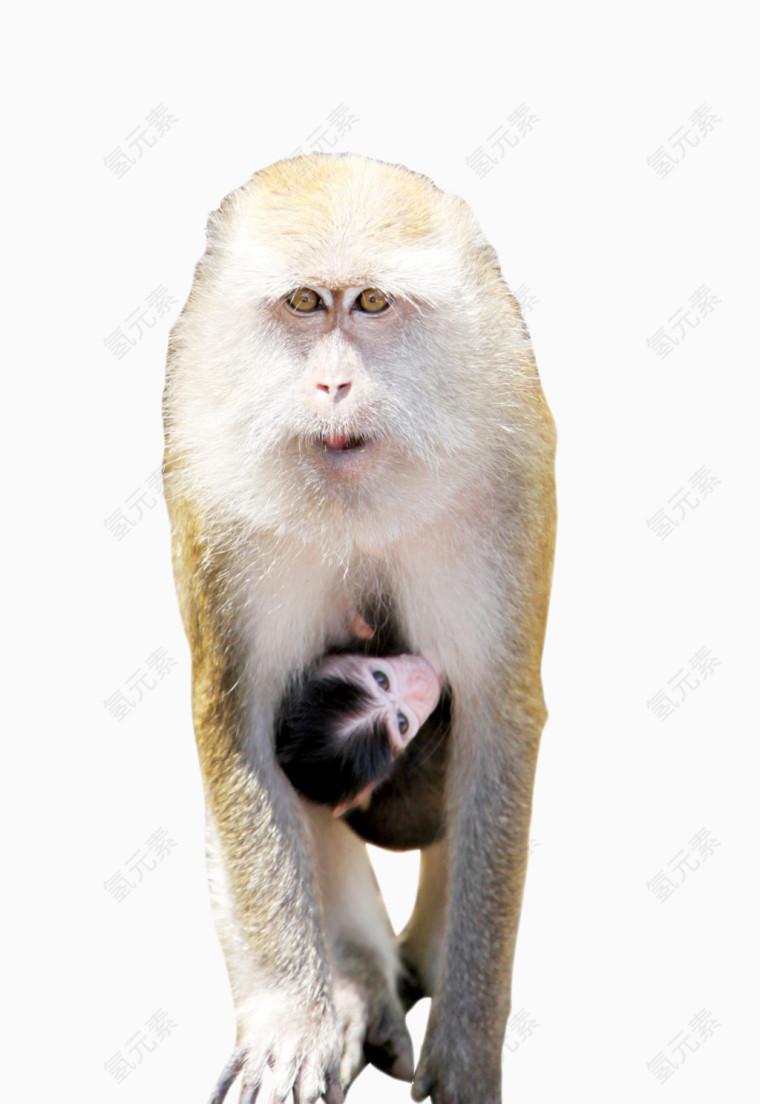 母猴子带小猴子行走