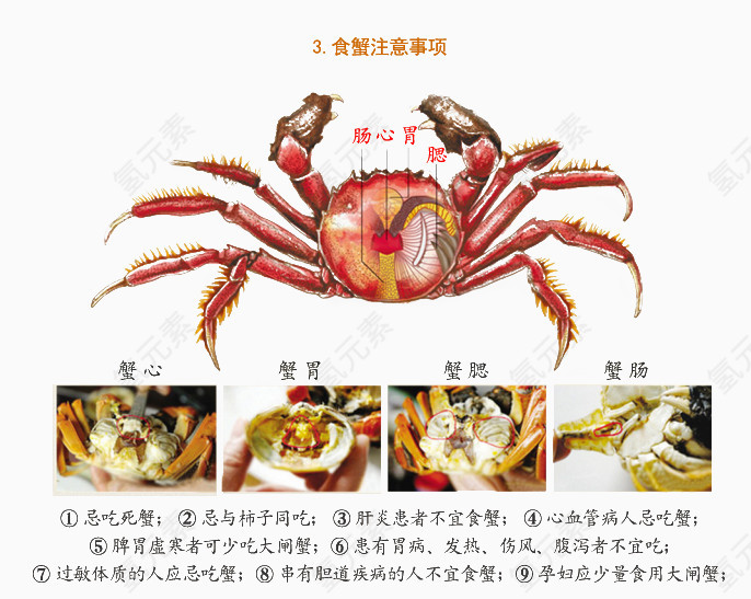 大闸蟹介绍图片
