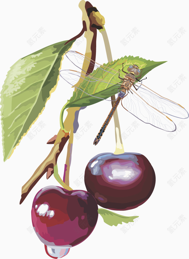 水果矢量图灯笼果蓝莓 蓝莓