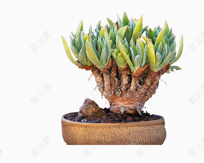 盆中的多肉植物