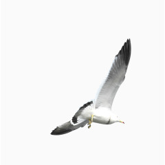唯美精美飞鸟翅膀飞翔