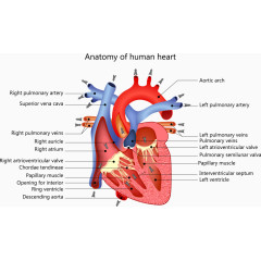 矢量人体器官和英文标注