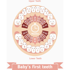 矢量卡通婴儿牙齿牙科保护注解