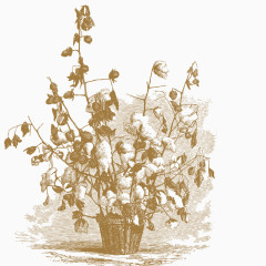 棉花剪影