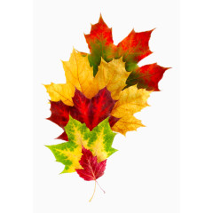 叠起来的红色枫叶