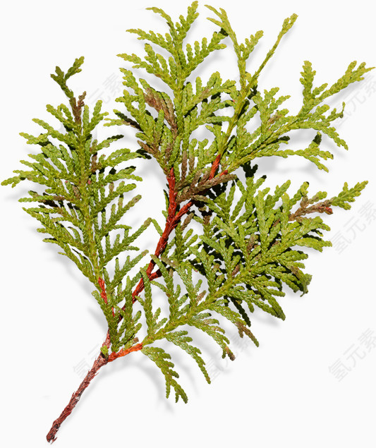 绿色植物树枝装饰图案