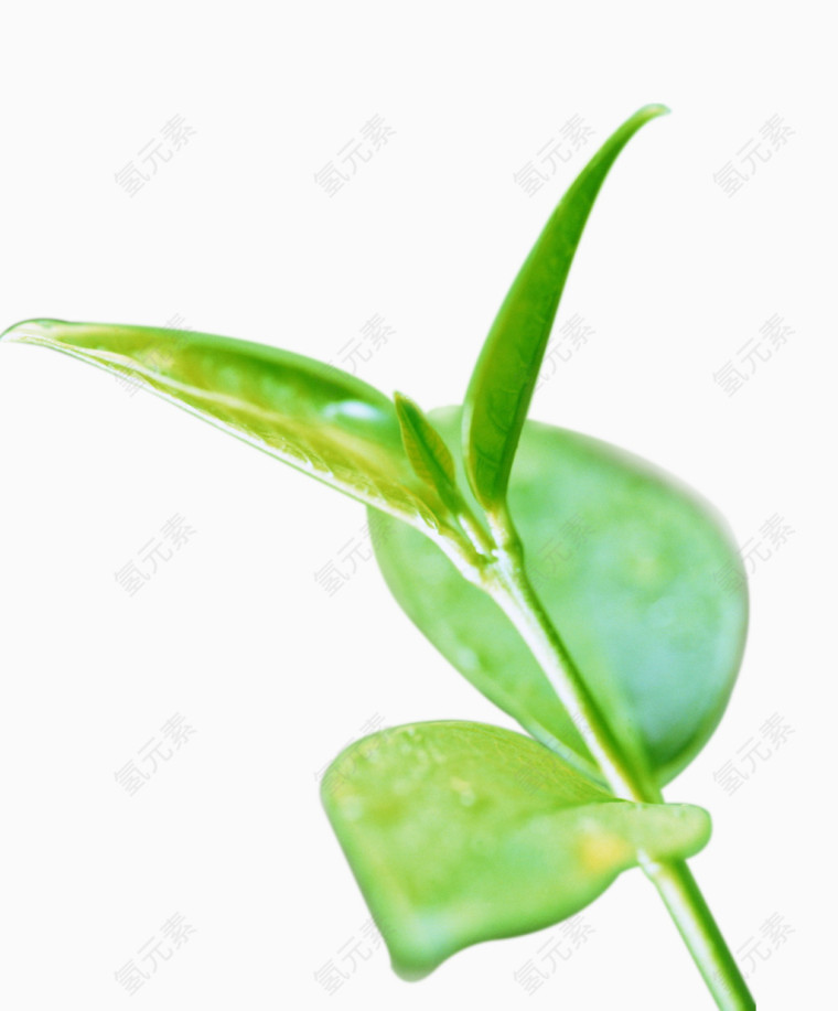 茶叶茶道