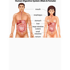 男女消化系统图解矢量素材