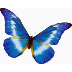 一直美丽的蓝色蝴蝶