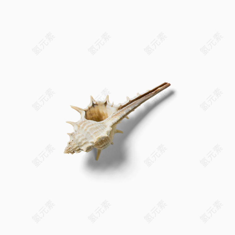 白色贝壳海螺