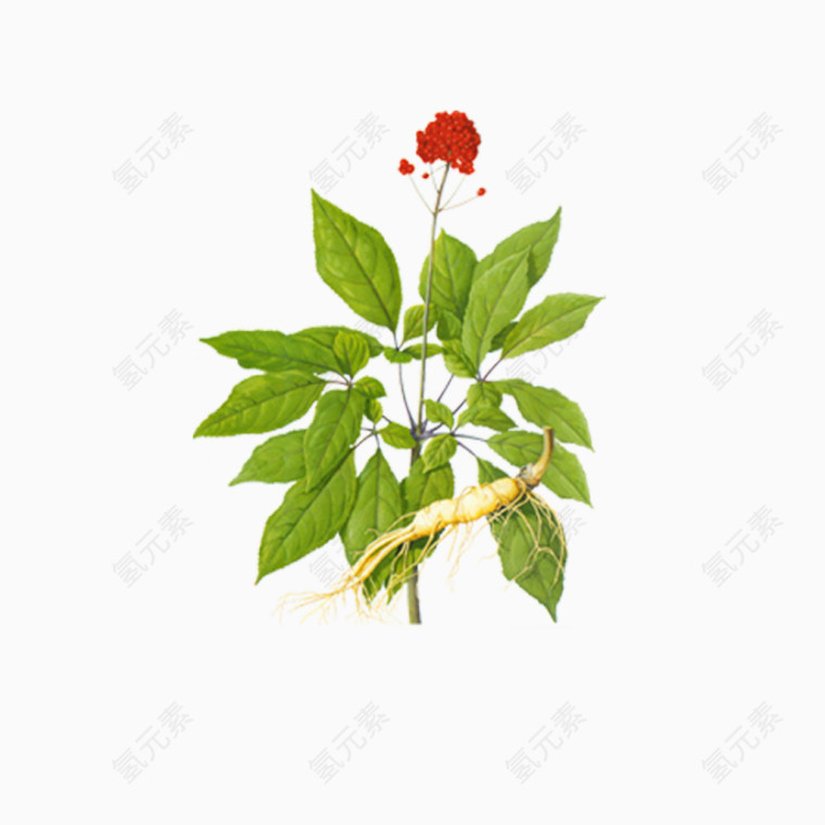 山参人参花免费素材