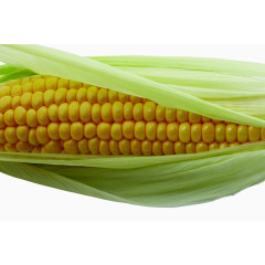 金黄色的玉米