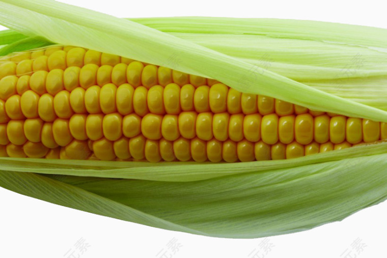 金黄色的玉米