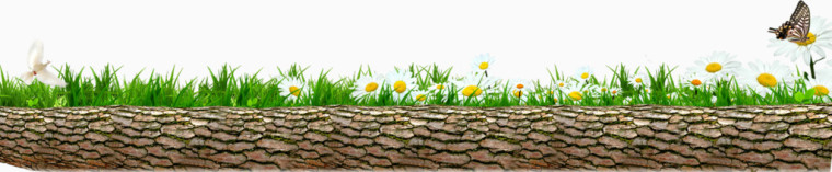 榆木树干小草装饰