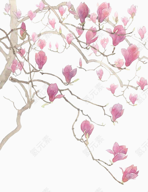 粉色玉兰花