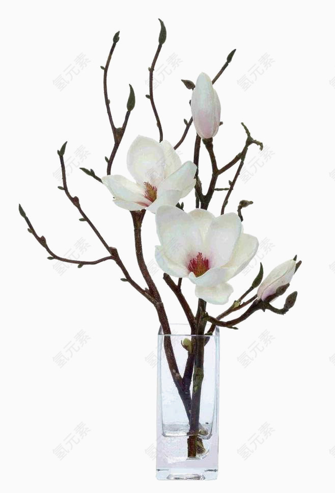 白色樱花