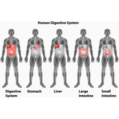 人体消化系统创意矢量素材