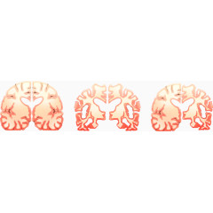 矢量英文和肺结构