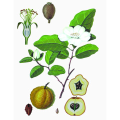 绿色中草药植物