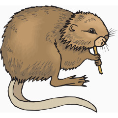 老鼠小心翼翼偷吃免费图片