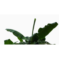 芭蕉树叶热带雨林素材