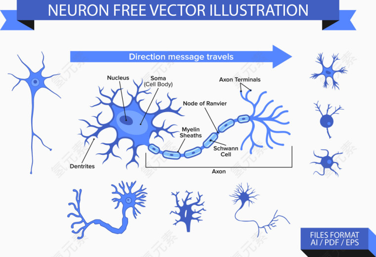 矢量神经元插图