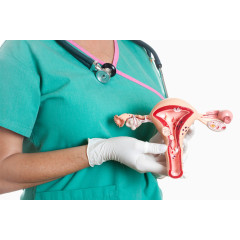 女性生殖器官模型