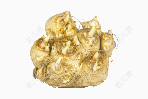 马蹄莲根茎