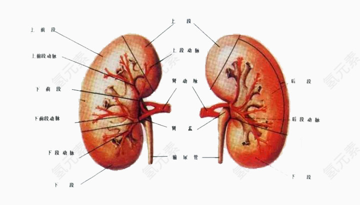 人体器官肾脏