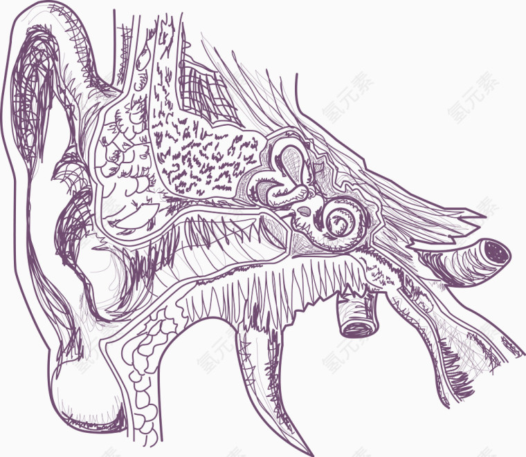 矢量人体耳朵的结构插图