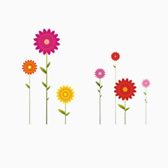 顽强的彩色太阳花