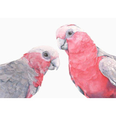 红色写实小鸟绘画