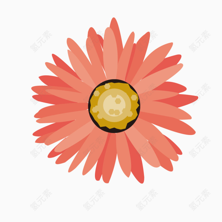 红色花朵鲜艳菊花