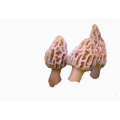 褐色食品行业的羊肚菌