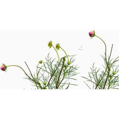 花朵绿色春游海报
