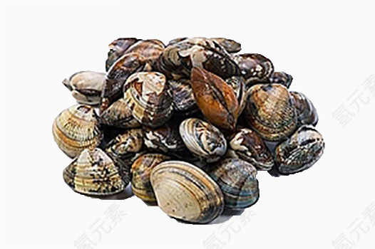一堆贝壳