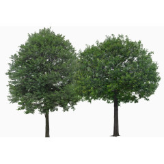 合欢树图片高清免扣素材