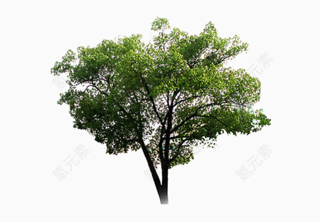 绿色大树