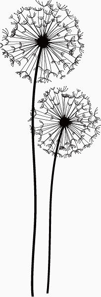 蒲公英