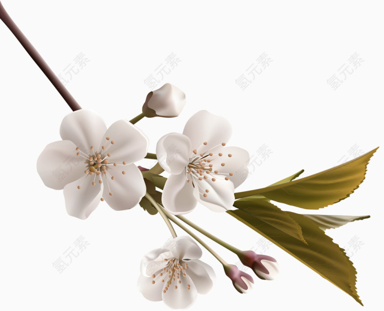 白色桃花梨花树枝装饰图案