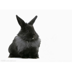 黑色兔子