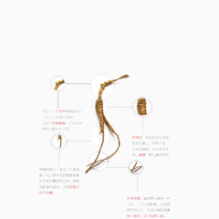 山参简介免费素材