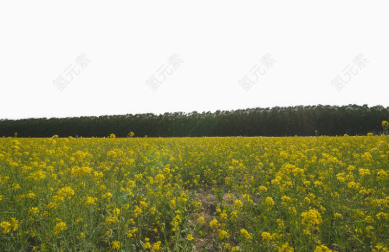 北京海淀上庄镇油菜花