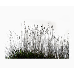 草丛芦苇草地装饰