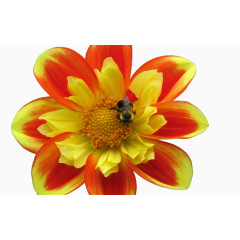 有蜜蜂正在采蜜的大丽花