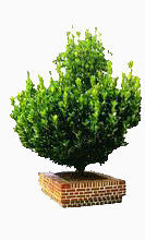 植物