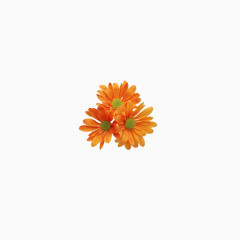 美丽花卉